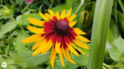 Black eyed susan Rudbeckia Autumn colors Red and Yellow