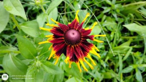 Black Eyed Susan Red and Yellow