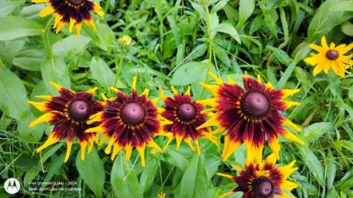Black Eyed Susan Red and Yellow