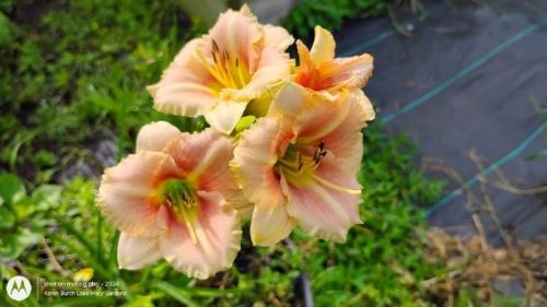 Miniature Peach daylily
