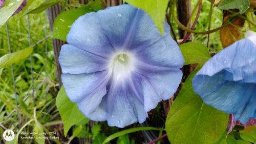 Large Flower Japanese Morning Glory Blue
