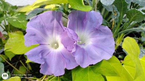 Large Flower Japanese Morning Glory Lavender