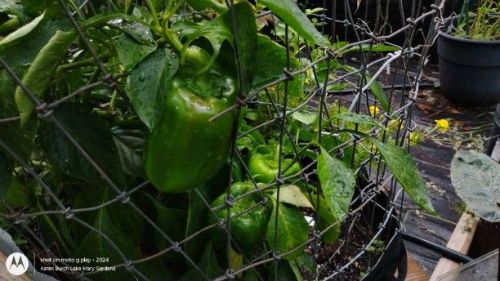 bell peppers