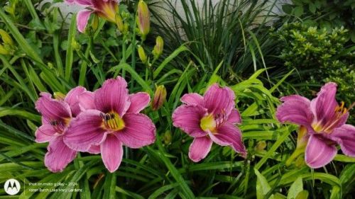 Purple Daylily Seedling