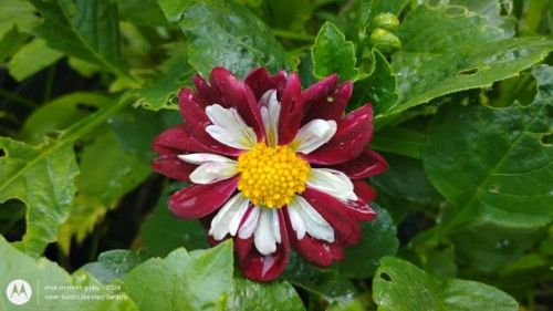 Finally got a pretty one- Collarette-Seeds from Lucky Penny