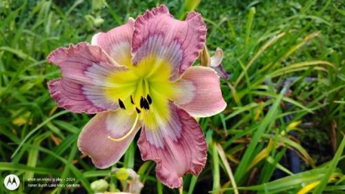 Building on Tradition Seedling