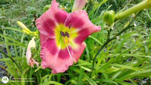 Building on Tradition Daylily
