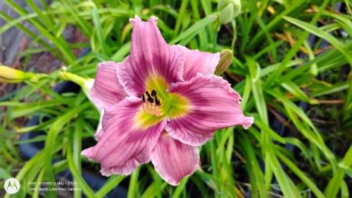 Daylily Building on Tradition Seedling
