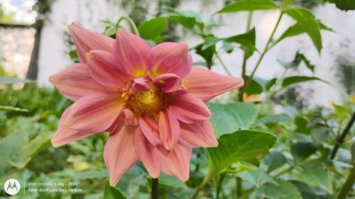 Peach dahlia seedling, at least it has more petals