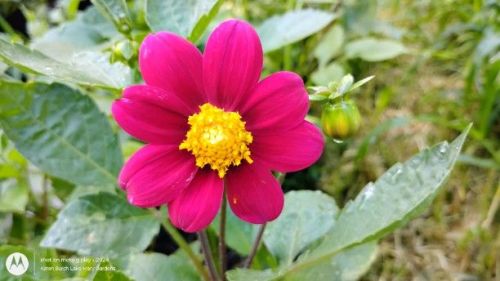 Bright Pink Single Dahlia-Seeds from Lucky Penny