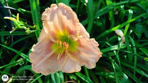 Peach Daylily