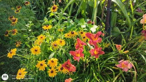 Dynamic Duo- Daylilies and Blackeyes Susans