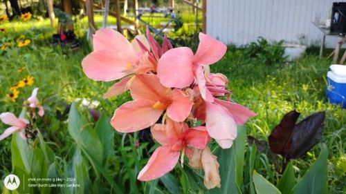 Peach Canna Lily