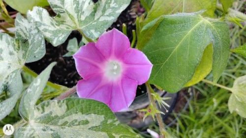 Miniature Dwarf Japanese Morning Glory