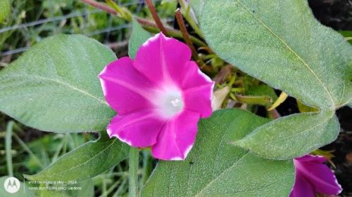 Miniature Dwarf Japanese Morning Glory
