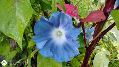 Large Flower Japanese Morning Glory Blue
