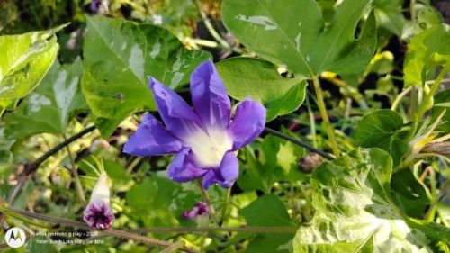 Split Petal Japanese Morning Glory