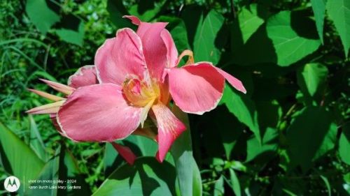 canna lily peach color