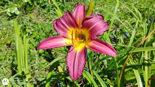 purple daylily