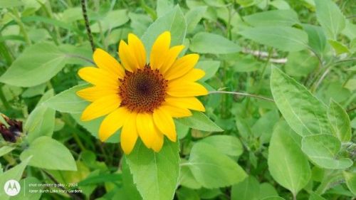 Miniature Sunflower yellow