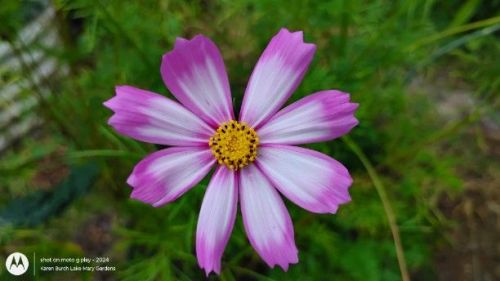 pink and white cosmos