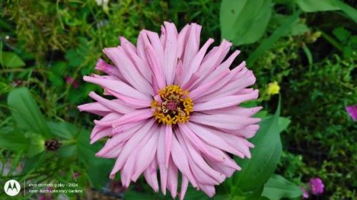 pink cactus zinnia