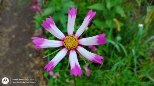 pink and white cosmos
