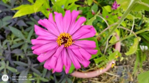 pink zinnia
