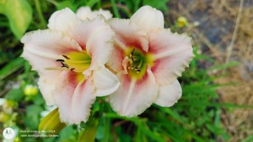 miniature peach daylily