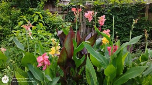 Canna Lily garden