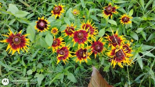 Black Eyed Susan Red and Yellow