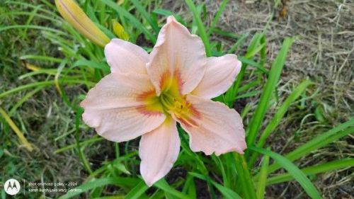 Daylily Pink Seedling