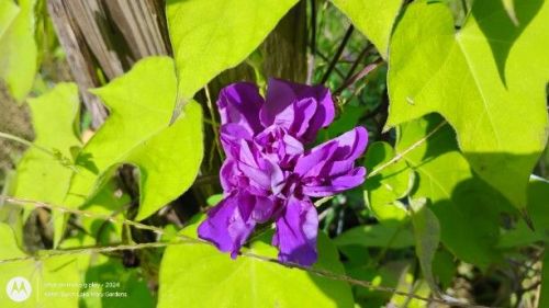 Japanese Morning Glory Boton purple with light green leaves