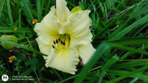 Daylily yellow Seedling