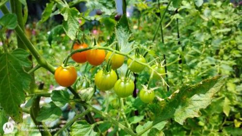orange cherry tomato