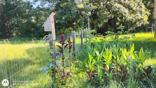 Birdhouse and flowers