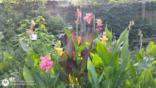 Canna lily garden