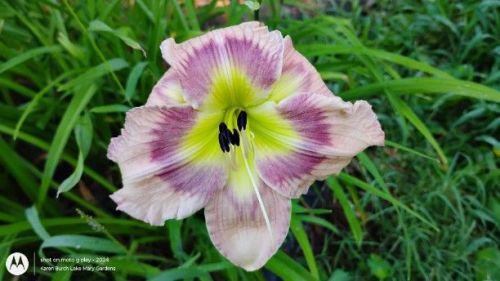 pink and purple daylily seedling