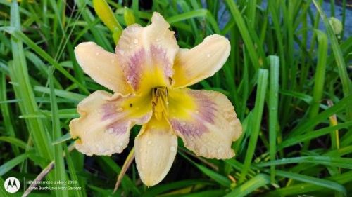 purple and yellow daylily seedling