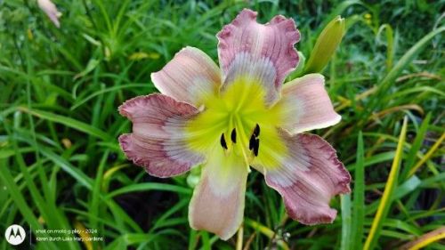 pink and purple daylily seedling