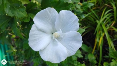 Partially double white rose of sharon