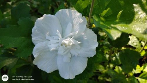 White double rose of sharon