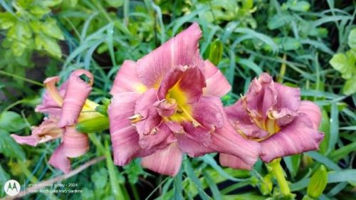 double daylily