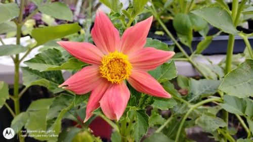dahlia seedling