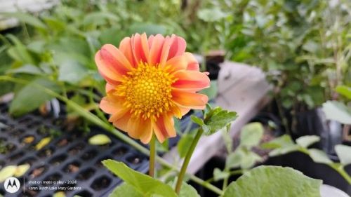 orange dahlia
