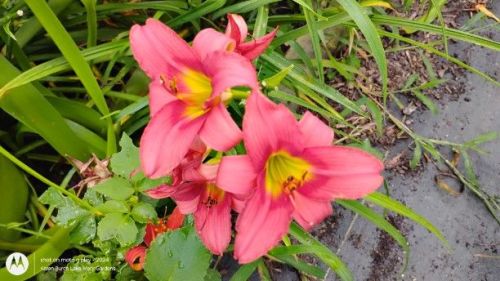 bright coral miniature daylily