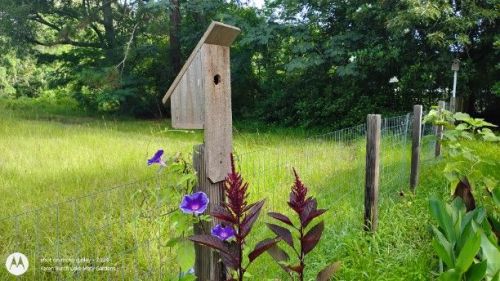 birdhouse flower garden