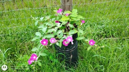Japanese Morning Glory dwarf 