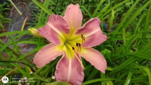 daylily seedling