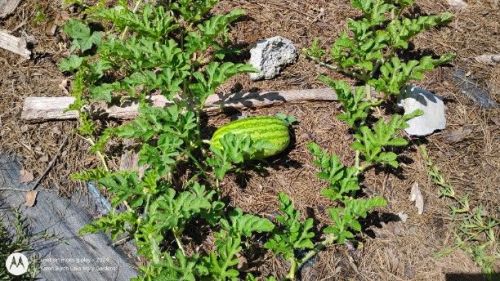 Carolina Cross watermelon